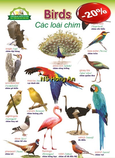 Tập Hợp Các Loài Chim Trên Nền Trắng Hình minh họa Sẵn có - Tải xuống Hình  ảnh Ngay bây giờ - Chim, Động vật, Vector - iStock